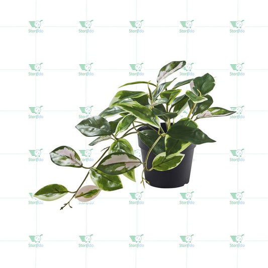 IKEA : FEJKA : Artificail Potted Plant - Wax