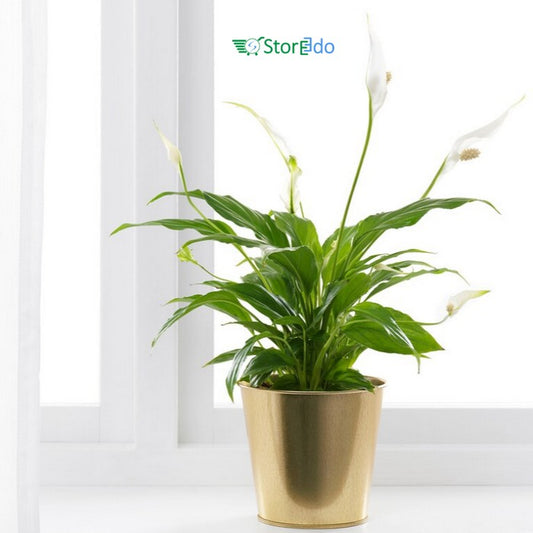 IKEA : DAIDAI : Plant Pot