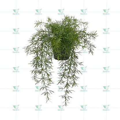 IKEA : FEJKA : Artifical Potted Hanging Plant - Asparagus