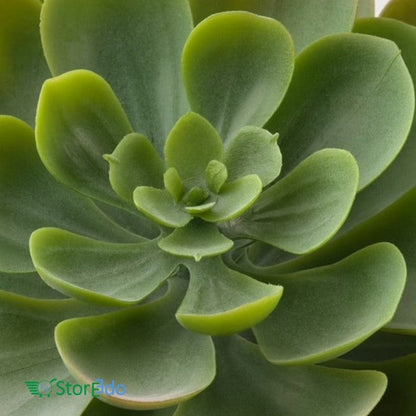 succulent plant ikea IKEA : FEJKA : Artifical Succulent Plant – Storeedo