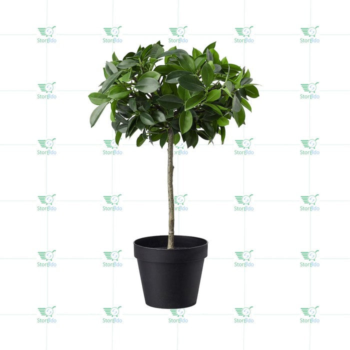IKEA : FEJKA : Artificial Potted Plant , In/Outdoor Weeping Fig Stem
