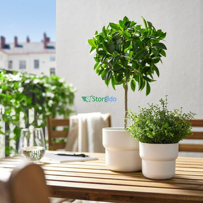 IKEA : FEJKA : Artificial Potted Plant , In/Outdoor Weeping Fig Stem