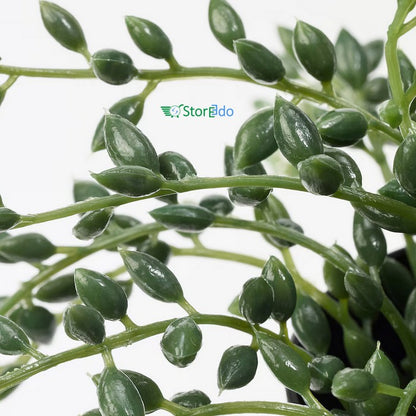 IKEA : FEJKA: Artificial Potted Plant - String of Beads