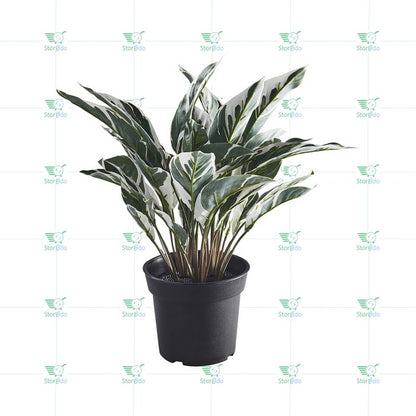 IKEA : FEJKA : Artificial Potted Plant -Calathea