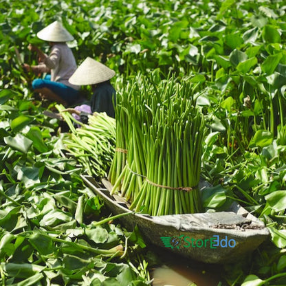 IKEA : FRIDFULL : Plant Pot : Water Hyacinth
