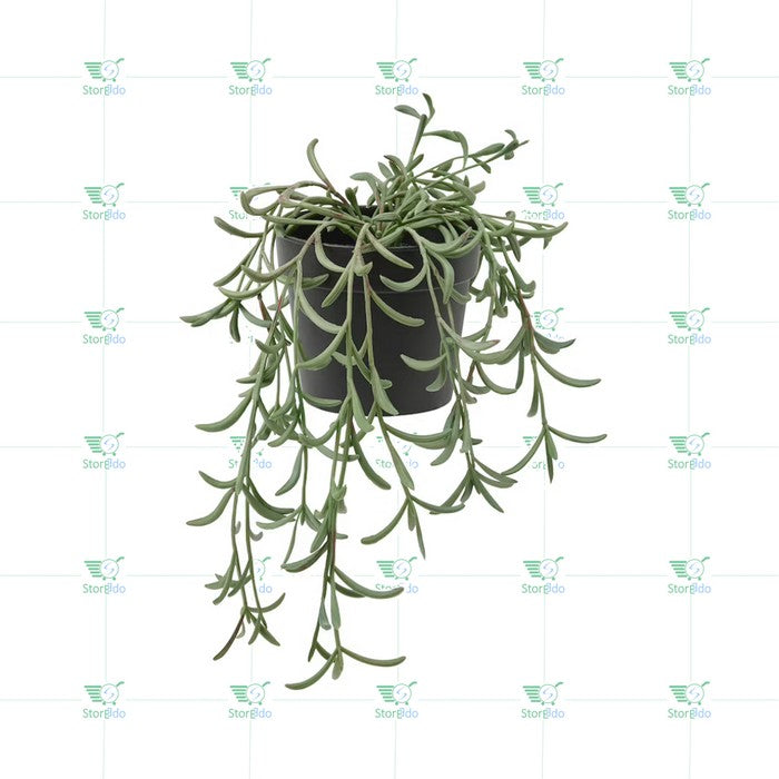 IKEA : FEJKA : Atifical Potted Hanging Plant - String of Bananas