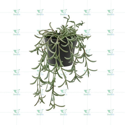 IKEA : FEJKA : Atifical Potted Hanging Plant - String of Bananas