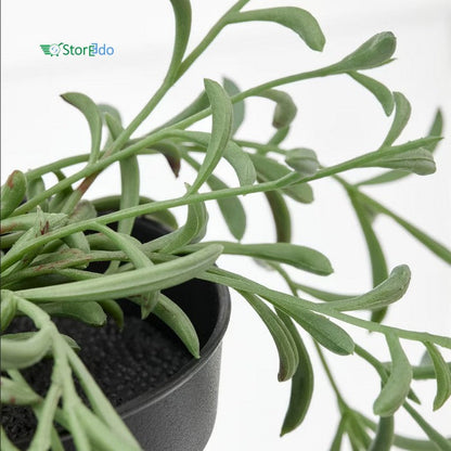 IKEA : FEJKA : Atifical Potted Hanging Plant - String of Bananas