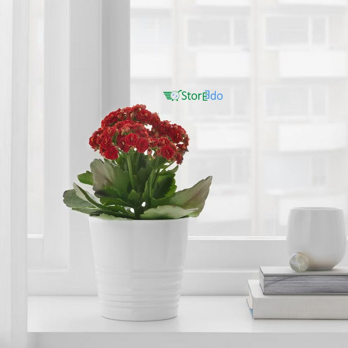 IKEA : MUSKOT : Plant Pot