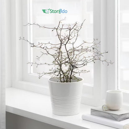 IKEA : MUSKOT : Plant Pot