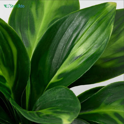 IKEA : FEJKA : Artificial Potted Plant - Plantain lily