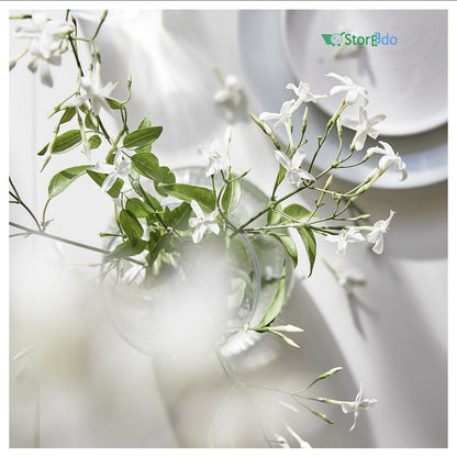 IKEA : LOVSKOGSLUND : Scented Candle in Glass- Jasmine