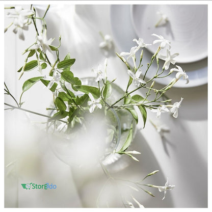IKEA : LUGNARE : Scented Candle in Ceramic Jar- Jasmine