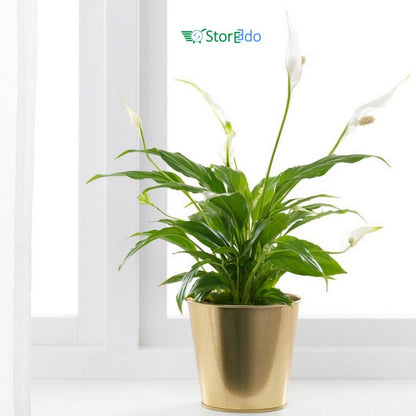 IKEA : DAIDAI : Plant Pot