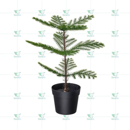 IKEA : FEJKA : Artifical Potted Plant - Norfolk Island Pine