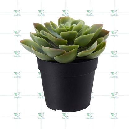 IKEA : FEJKA : Artifical Succulent Plant