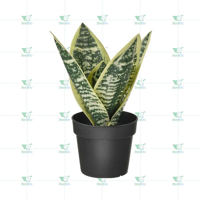 IKEA : FEJKA : Artificial Potted Plant - Mother-in-law's Tongue