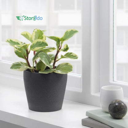 IKEA : PERSILLADE : Plant Pot